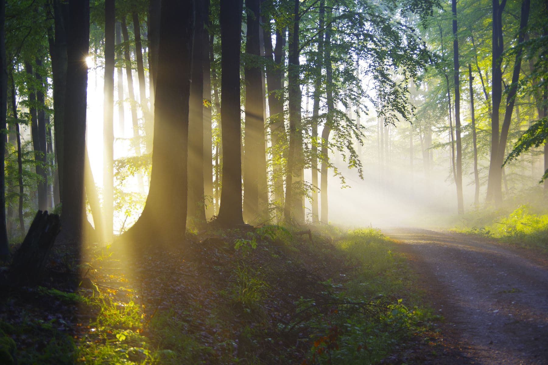 Morning sunbeams breaking through a green forest path